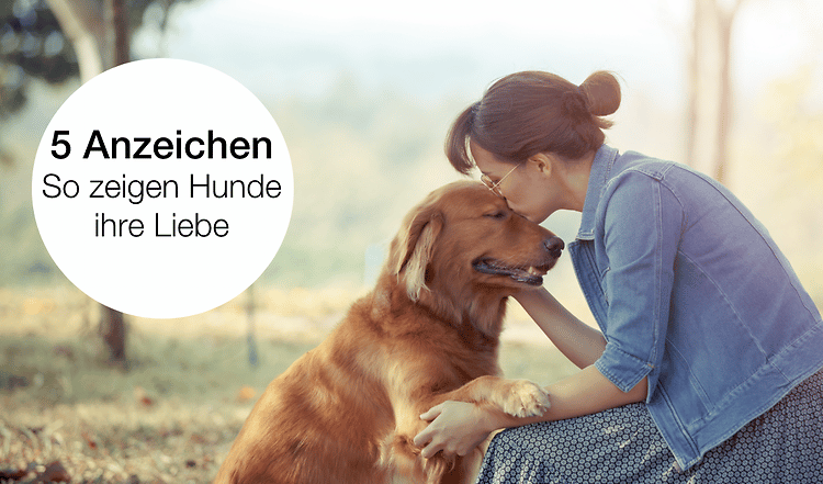 So zeigt Dein Hund, dass er Dich liebt