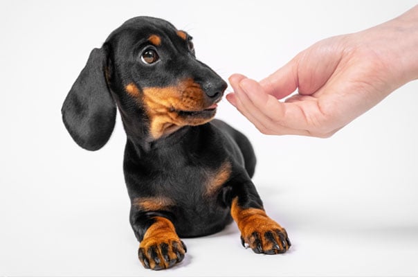 Dein Hund ist misstrauisch - achte auf ihn und kl&auml;re die Situation!