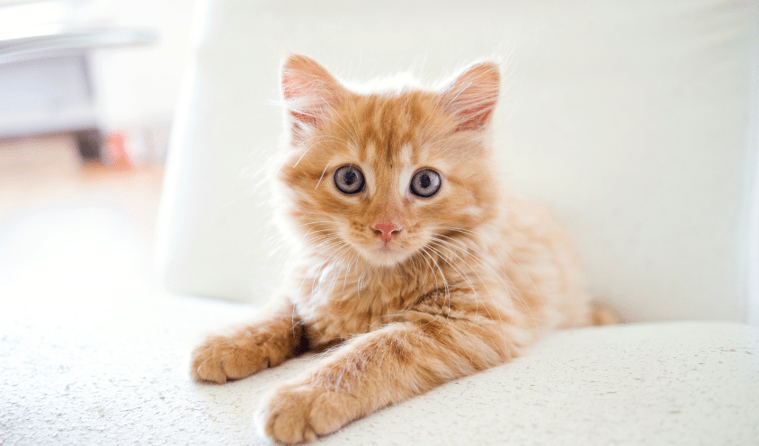 BARF für Katzen – geht das?