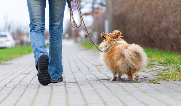 Leinenratgeber Teil 2: Die 5 wichtigsten Signale für ein erfolgreiches Leinentraining