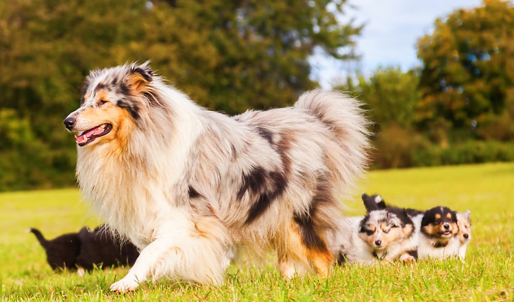 BARF für tragende und laktierende Hündinnen
