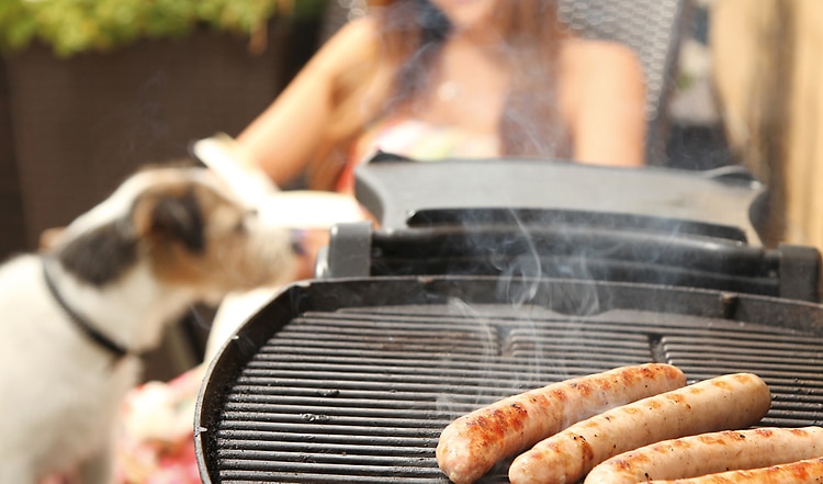 Tierisch gute Tischmanieren