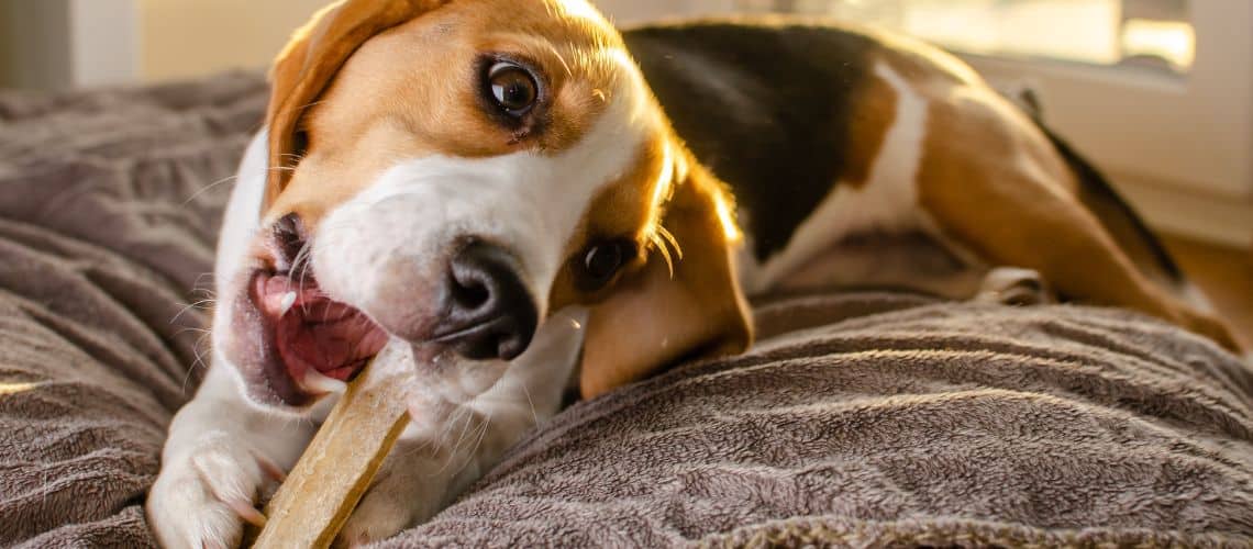 Kauartikel f&uuml;r Hunde mit Zahnstein.