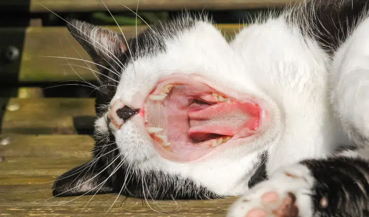 Zahnpflege bei der Katze: Tipps für die Maulhygiene