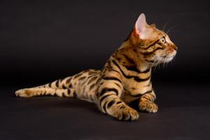 Bengalenkatze aus der Zucht von Steffi Friedrichs