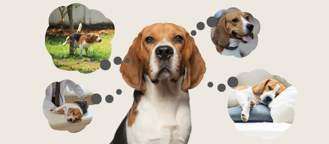 Ein Hund mit Gedankenblasen, Folgen bei geringer Fl&uuml;ssigkeitsaufnahme.