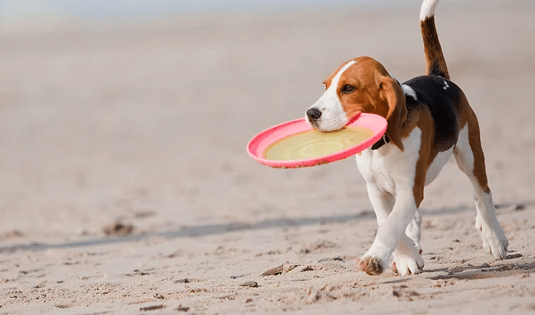 Packliste und Reiseapotheke für Deinen Hund
