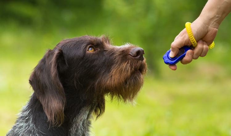 Klickertraining mit Hund