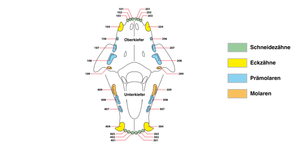 Magazin_Bild_Das_Gebiss_der_Katze Magazin_Bild_Das_Gebiss_der_Katze