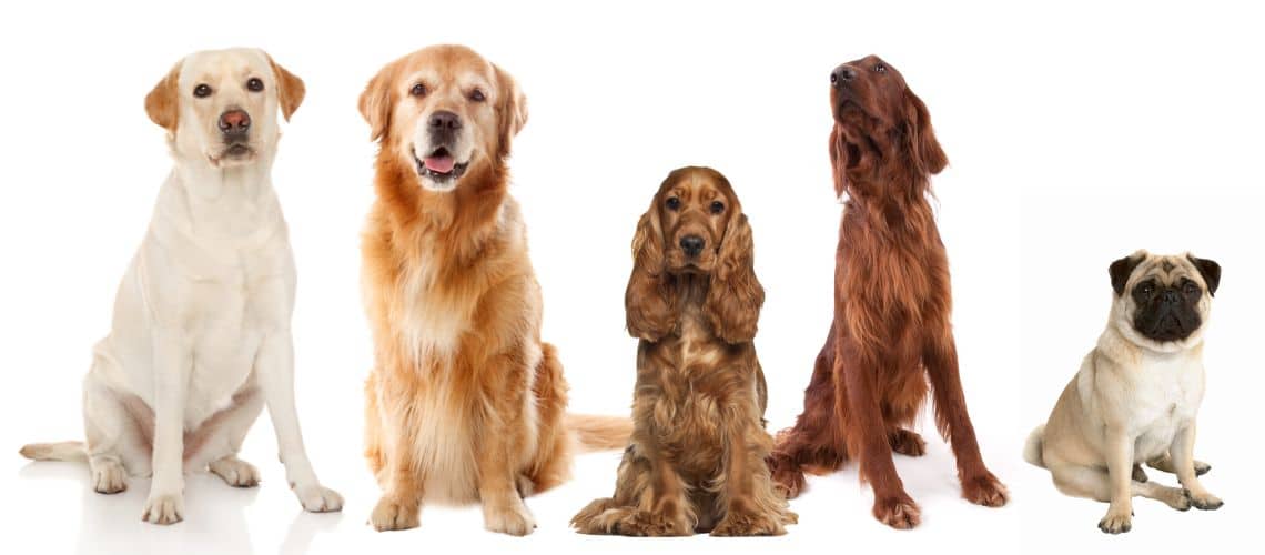 Hunderassen, die h&auml;ufig an Allergien leiden.