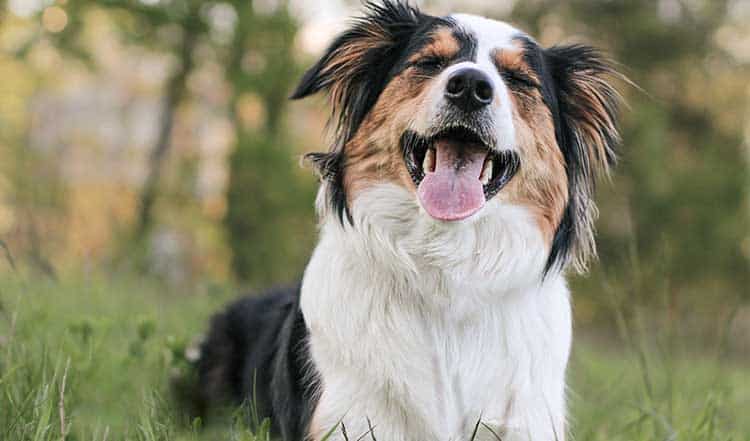 Tipps für die Fütterung im Sommer