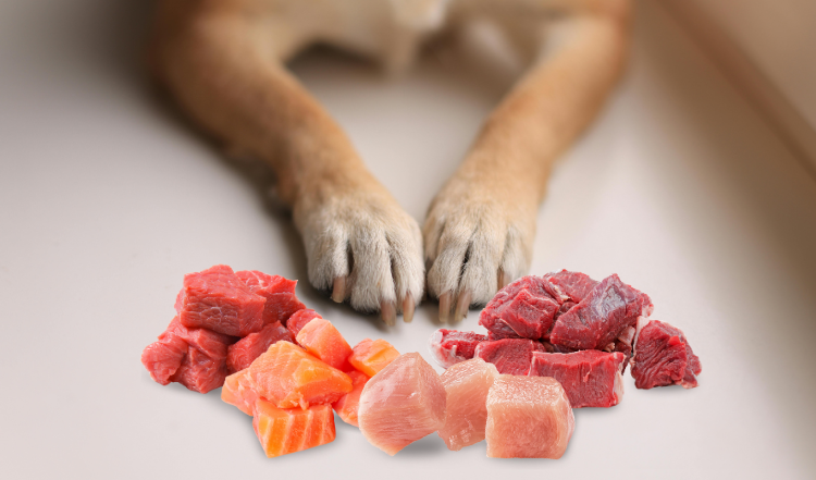 Wie viel Futter-Abwechslung braucht Dein Hund?