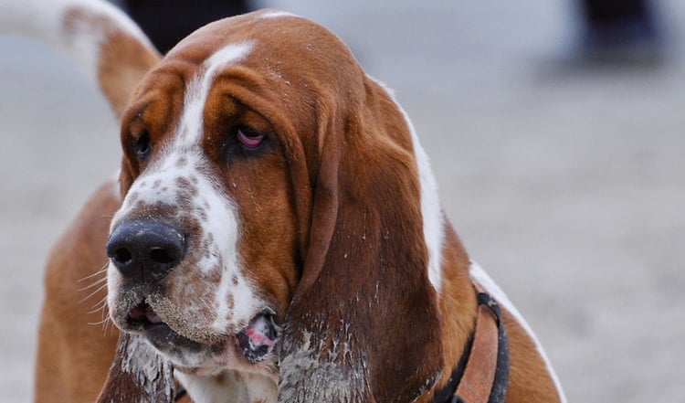 Der Basset Hound