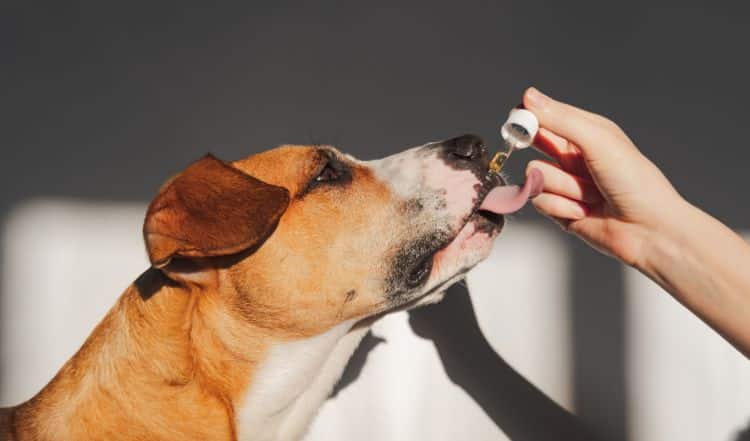 BARF Nahrungsergänzungen für Hunde