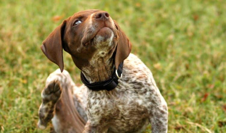 Entwurmung beim Hund: Das solltest Du beachten