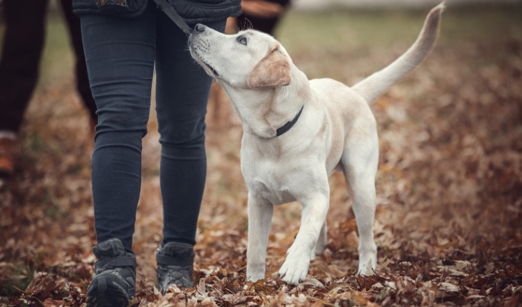 Leinenratgeber Teil 1: 3 Tipps zur besseren Leinenführigkeit