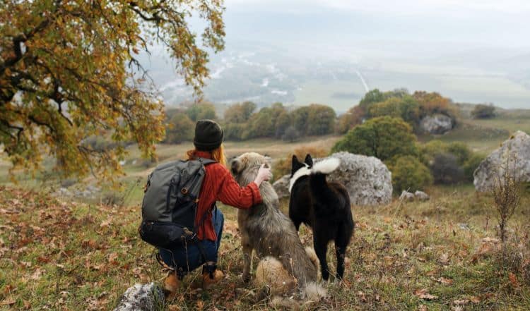 Reisen mit Hund: Tipps, Erfahrungen und beliebte Reiseziele