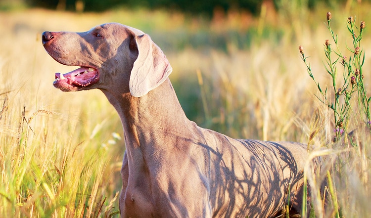 Der Weimaraner im Portrait