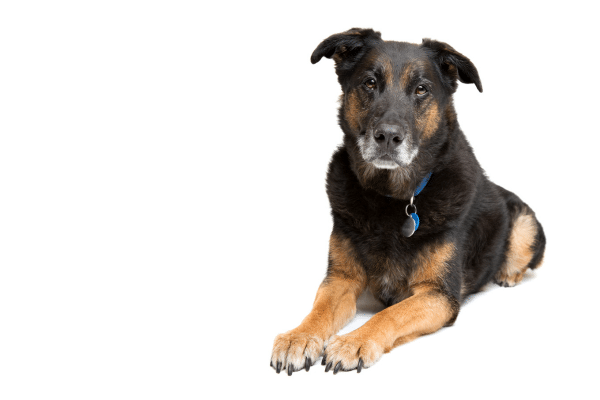 &Auml;lterer Hund liegt