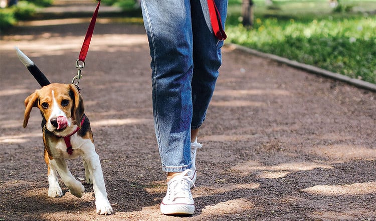 BARF für laktierende Hündinnen