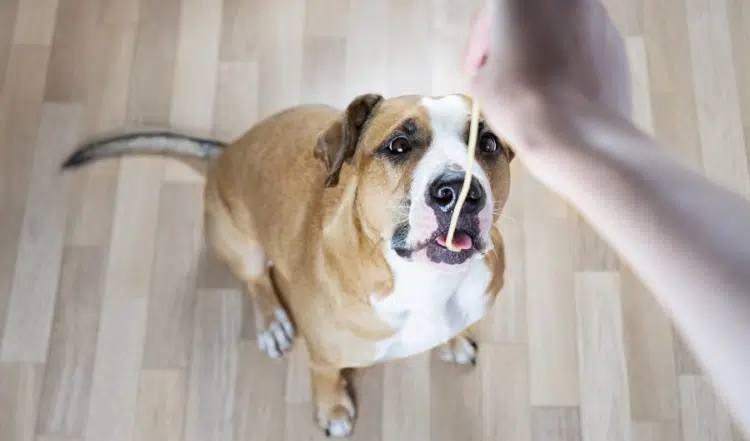 Sharing is caring – diese Speisen darfst Du Dir mit Deiner Fellnase teilen