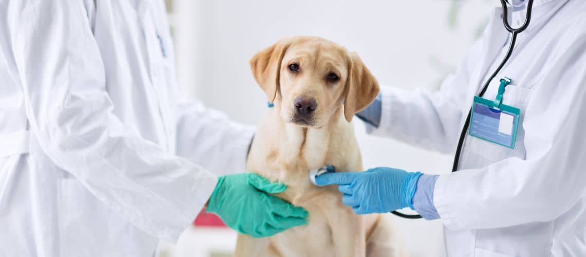 Welpe sitzt beim Tierarzt und wird abgeh&ouml;rt.