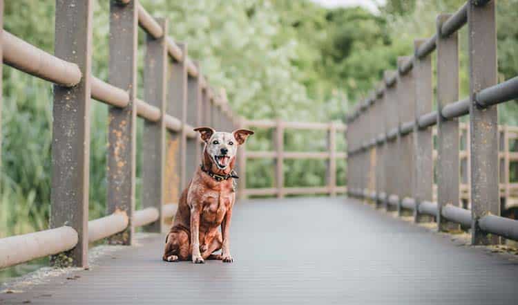 Entspannte Sommertage für Dich & Deinen Vierbeiner