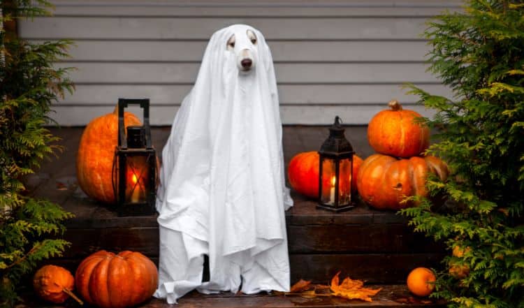 Geschenkideen zum Gruseln