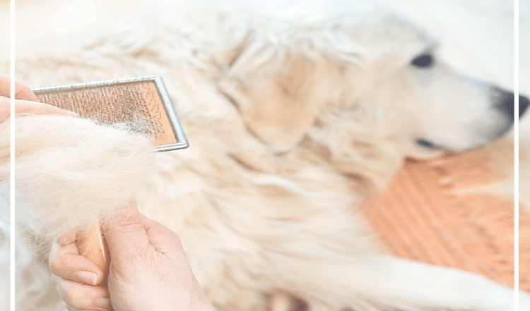 Gepflegtes Fell im Winter