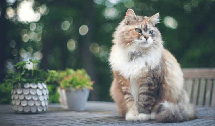 Katzenhaltung im Sommer
