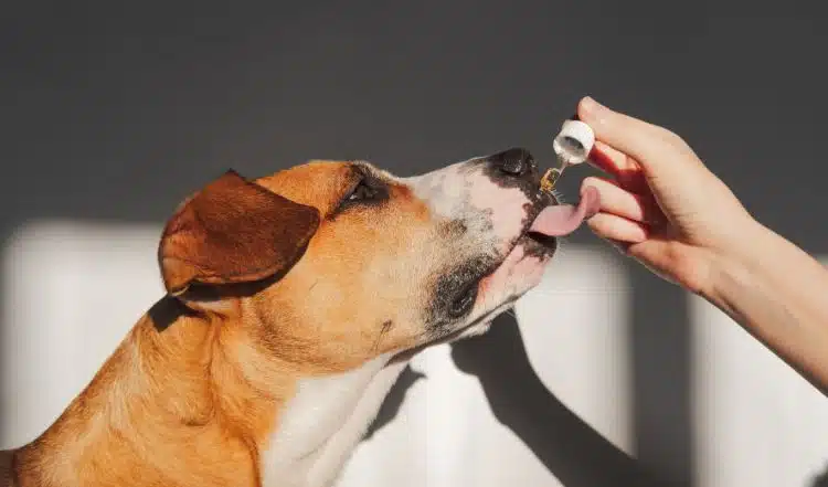 BARF-Futterergänzungen für Hunde