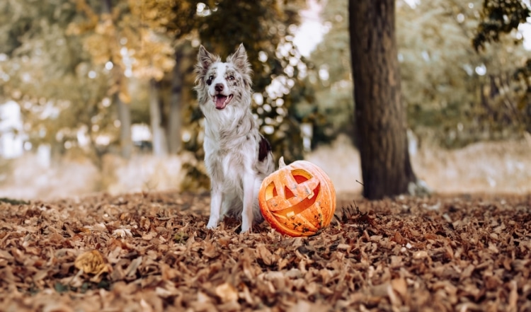 Halloween mit Hund: Stressfrei durch das Gruselfest