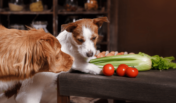 Futterumstellung bei Hunden: unsere Tipps für Dich