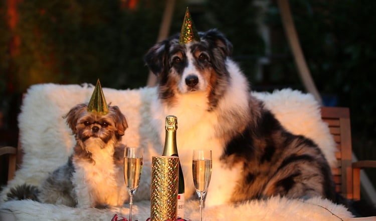 Silvester-Knall trifft auf sensible Hundeohren