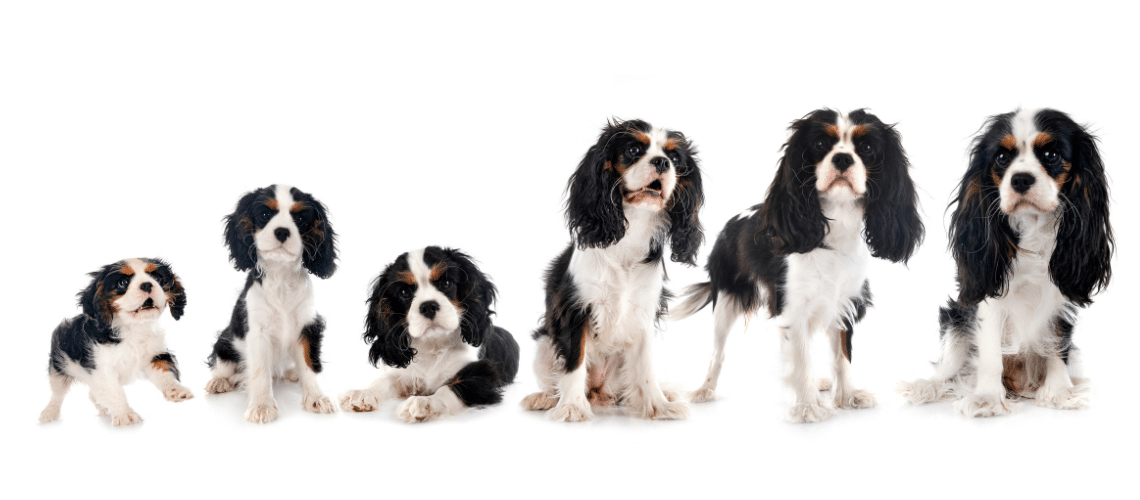 Hund w&auml;chst heran von Welpe bis Senior.