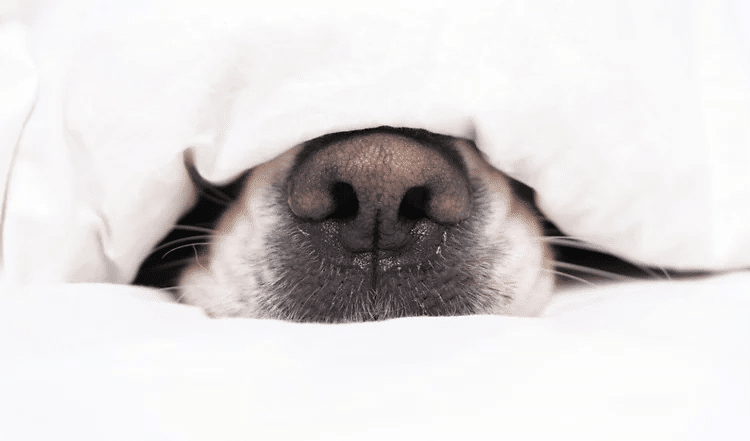 Gesundheit bei Hunden