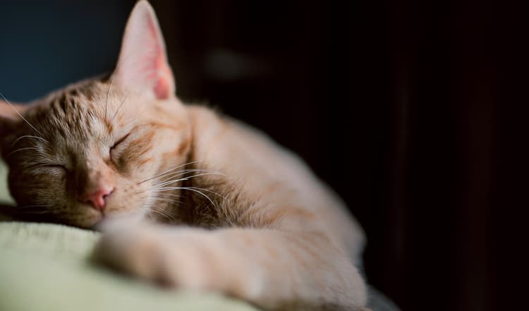 Schnurrende Therapeuten auf Samtpfoten