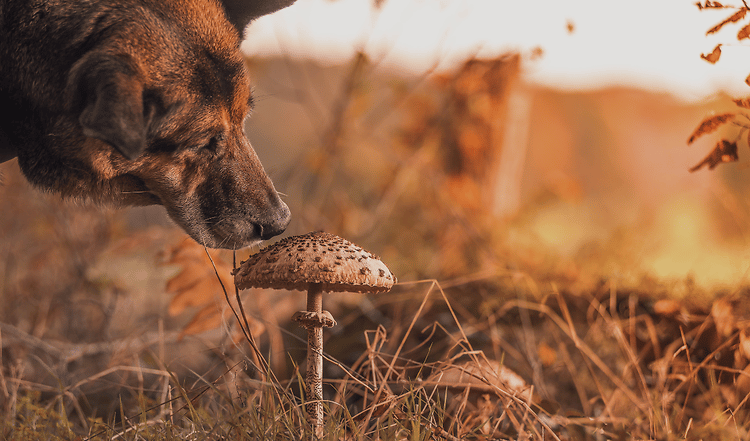 Achtung: Giftige Pilze