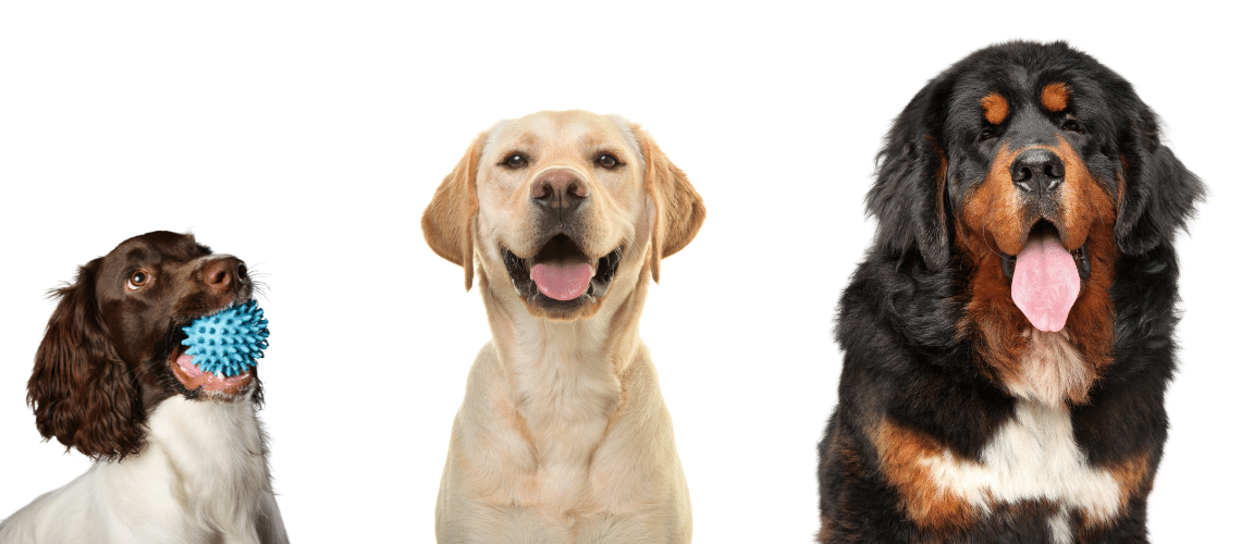 Spaniel, Labrador und Neufundl&auml;nder.