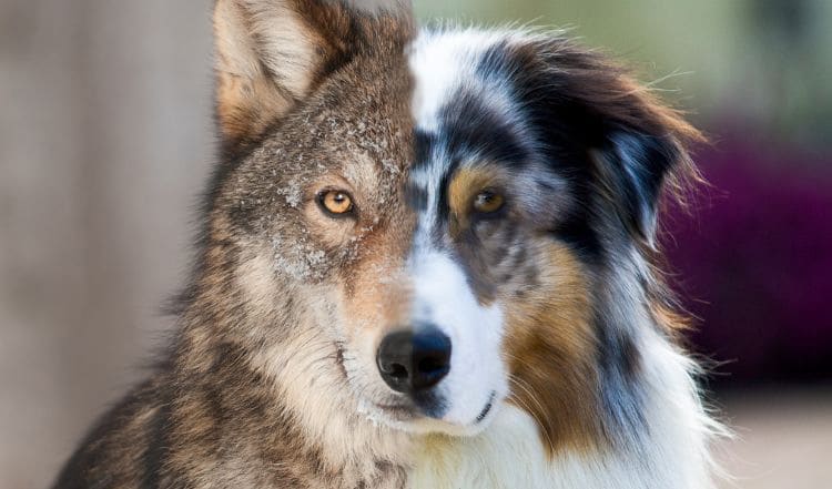 Hund vs. Wolf: Gemeinsamkeiten und Unterschiede