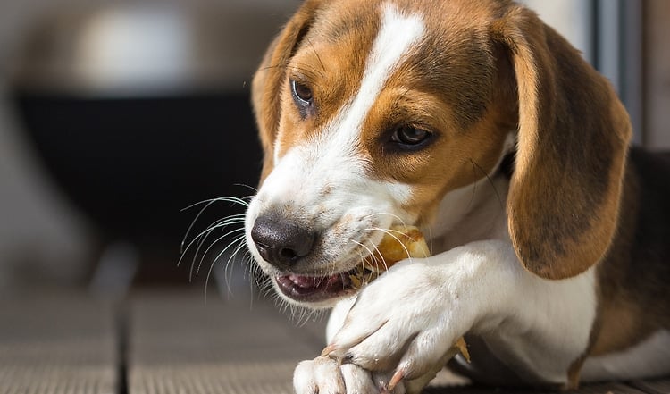 Das gesunde Extra: So findest Du den richtigen Snack für Deinen Hund