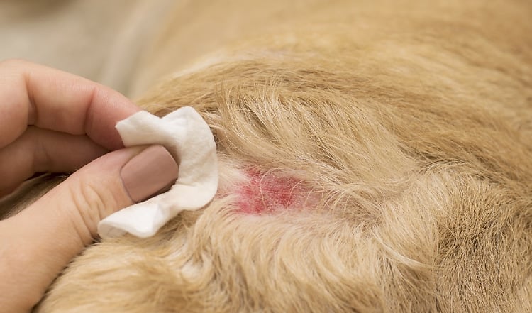 Futtermittelallergie bei Hund und Katze