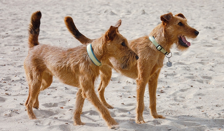 Der Irish Terrier