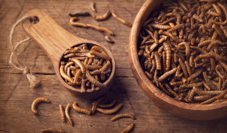 Insektenfutter für Hunde