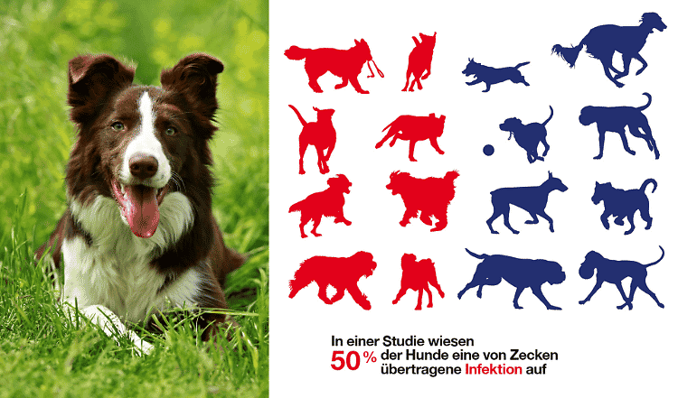 Gefahr durch Zeckenbisse