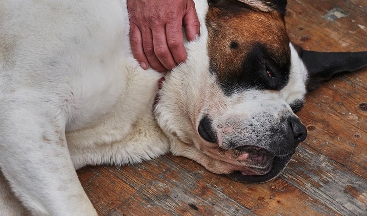 Erste Hilfe beim Hund