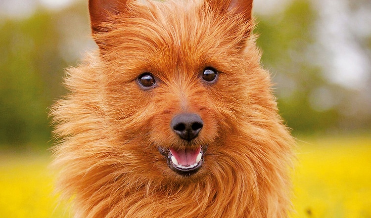 Der Australian Terrier