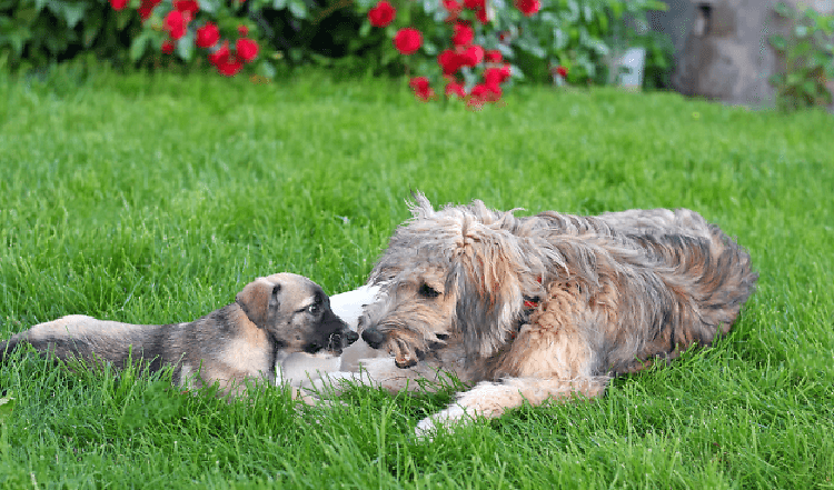 Was tun gegen Wurmbefall bei Hund und Katze?