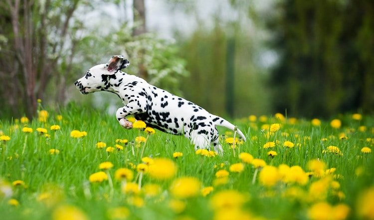 BARF Expertenkolumne: Man ist, was man isst.