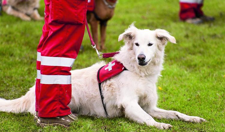 Der Rettungshund – Gebrauchshund